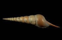 藏品(長鼻鳳凰螺)的圖片